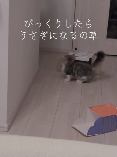 箱のにおいを嗅ぐ猫