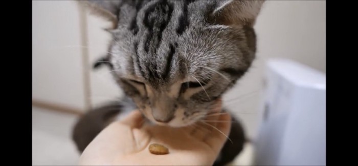 おやつを食べようとする猫