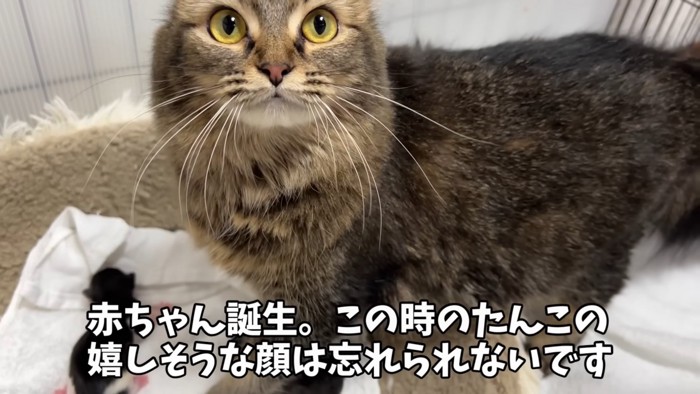 上を見る猫