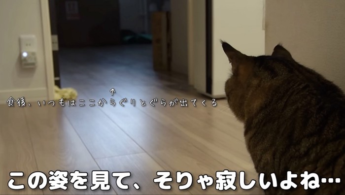 子猫のいた場所を見ているほたてくん