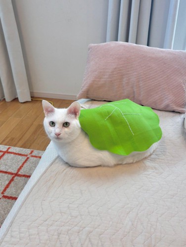 緑の布をまとった猫