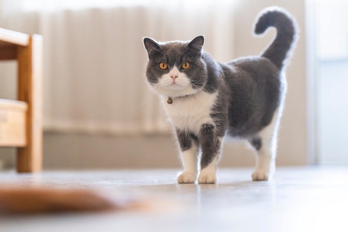 立っている猫