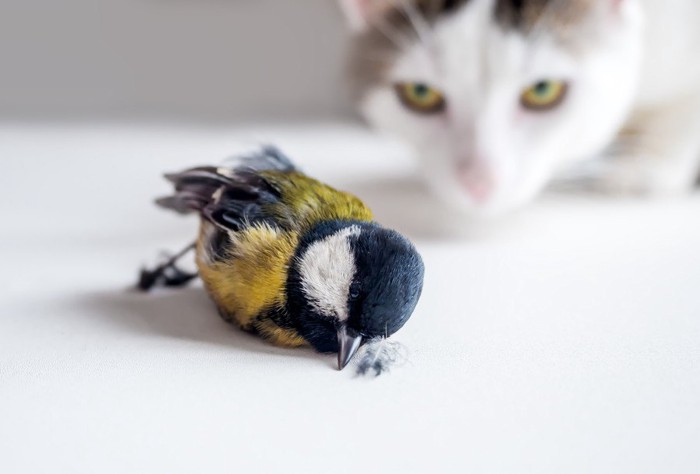 狩った鳥を運ぶ猫