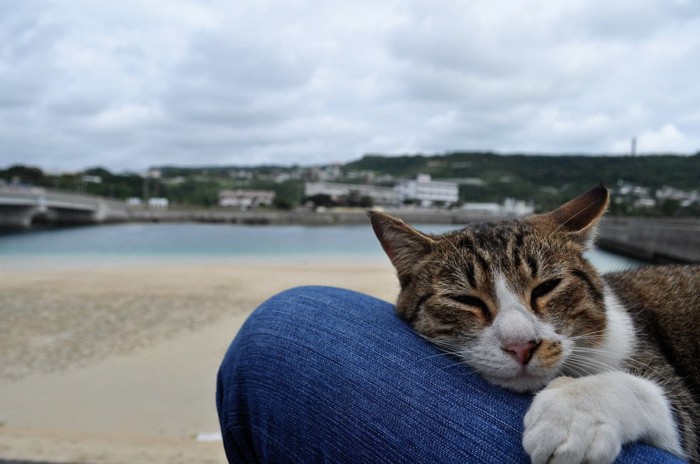 膝で寝る猫