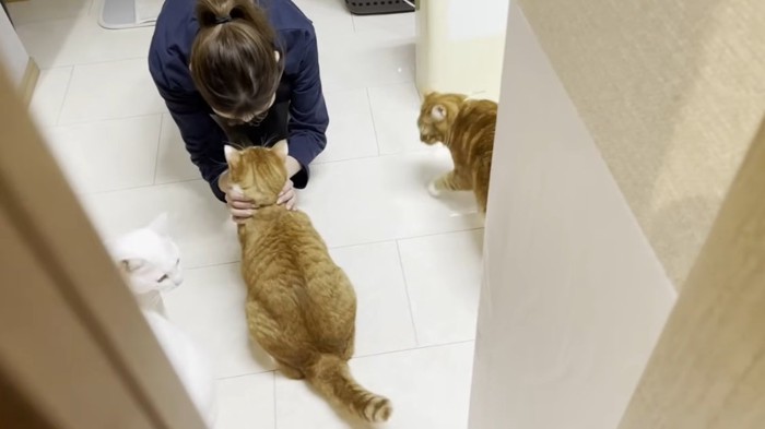 飼い主に撫でられる茶トラ猫