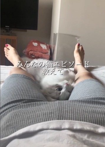 こちらを振り向く猫