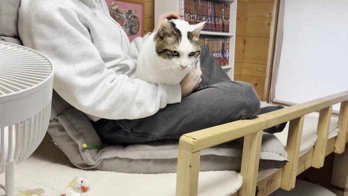 お膝の上に乗る猫ちゃん