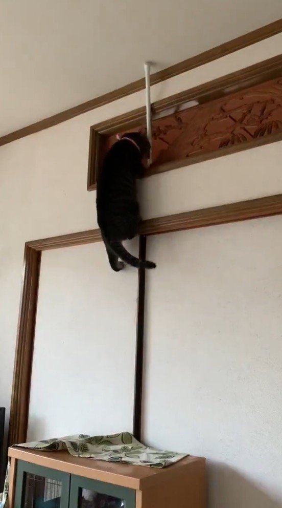 欄間に飛び乗る猫