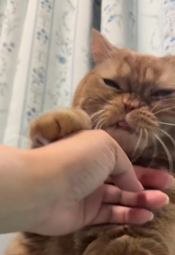 険しい表情で飼い主の手に前足を置く茶トラ猫