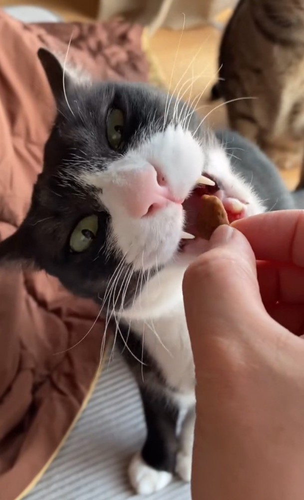 口を開ける猫