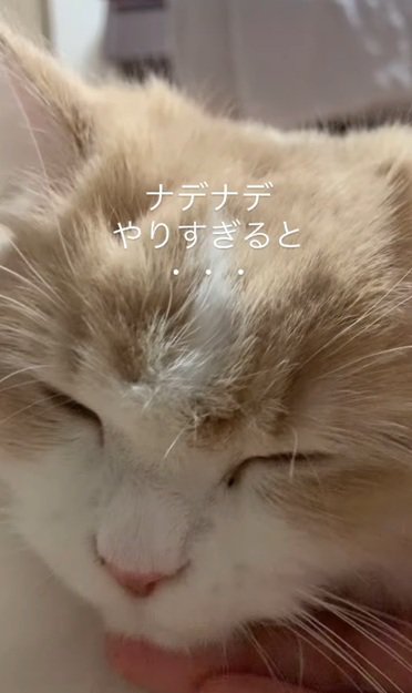 目を瞑る猫