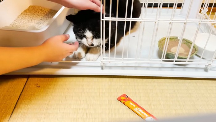 お母しゃんに薬を飲ませてもらう野良猫