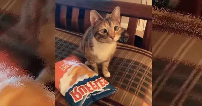 お菓子の袋の横に猫