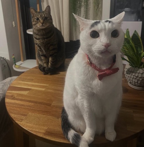 テーブルの上に乗っている2匹の猫