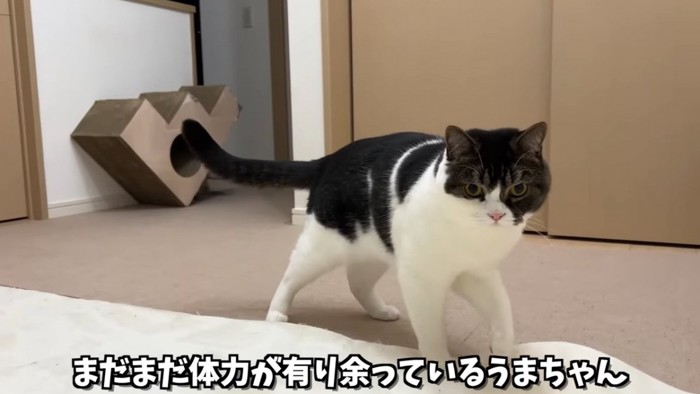 立っている猫