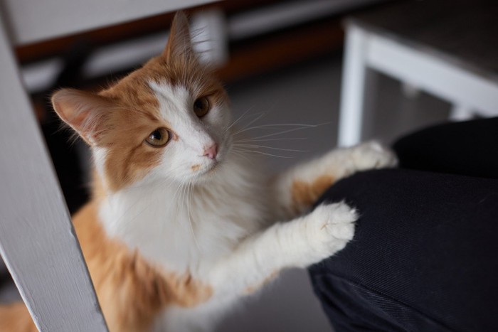 膝に乗ろうとする猫