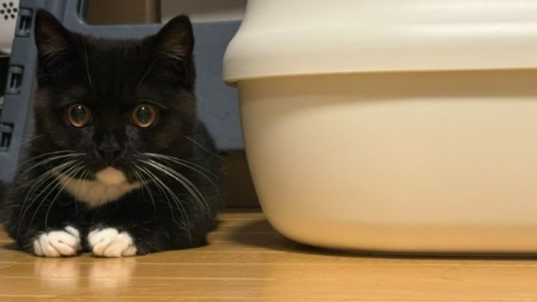 室内にいる猫