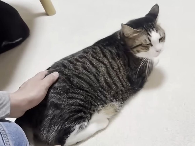 撫でられる猫