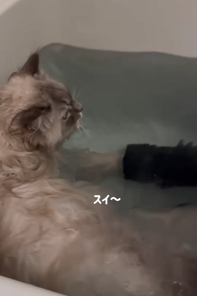 泳ぐ猫