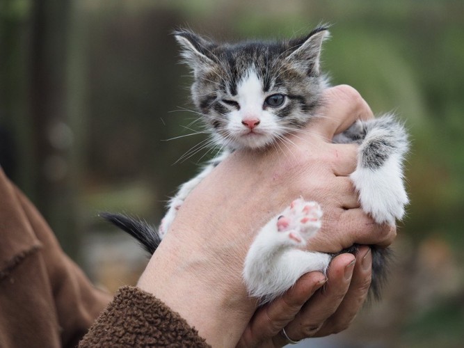 片目をつぶる猫