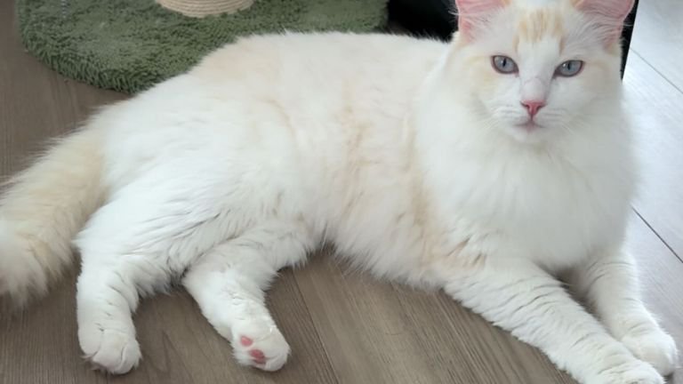 室内にいる猫