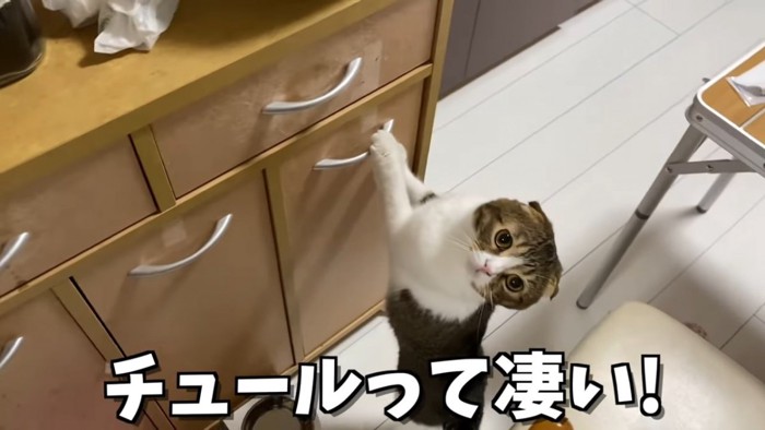 後ろ足で立つ猫