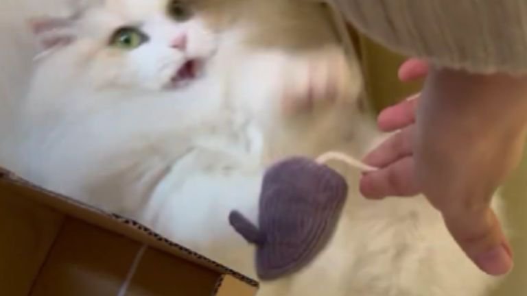 遊んでいる猫