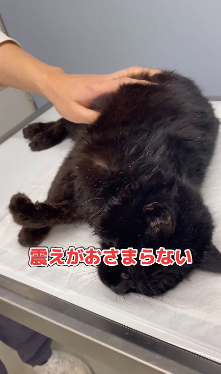 震えがおさまらない猫