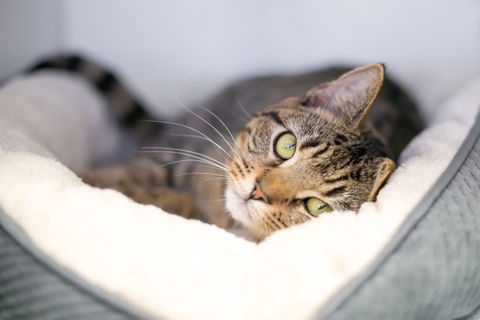 猫ベッドで寝る猫