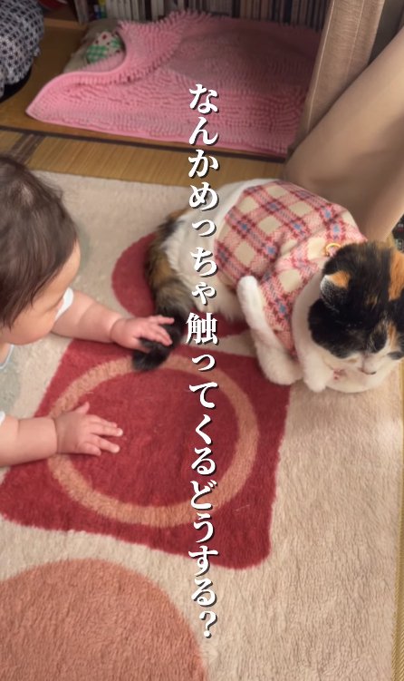 香箱座りしている猫の尻尾を触る赤ちゃん