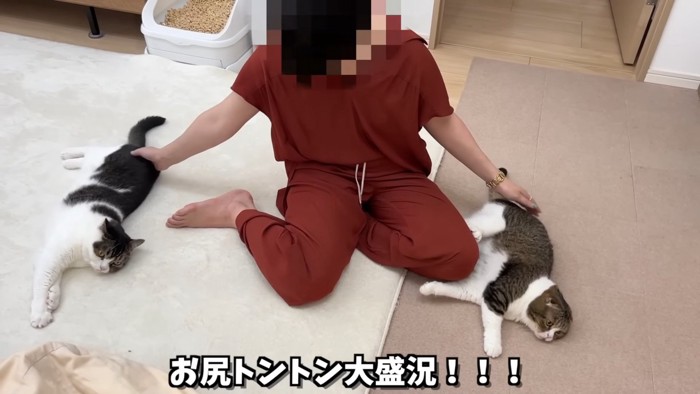 おしりトントンされる猫