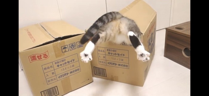 猫のお尻