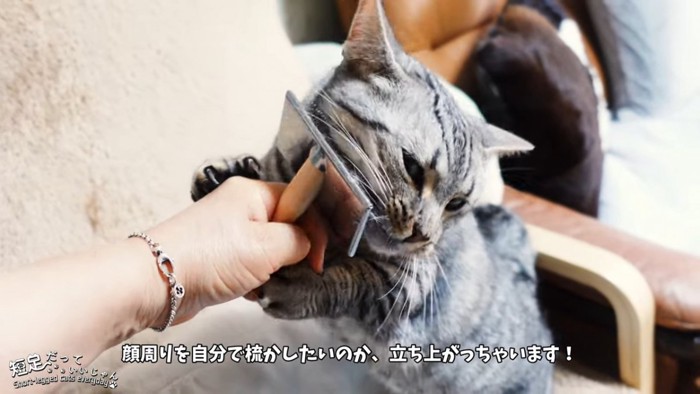 人の手を持って立つ猫