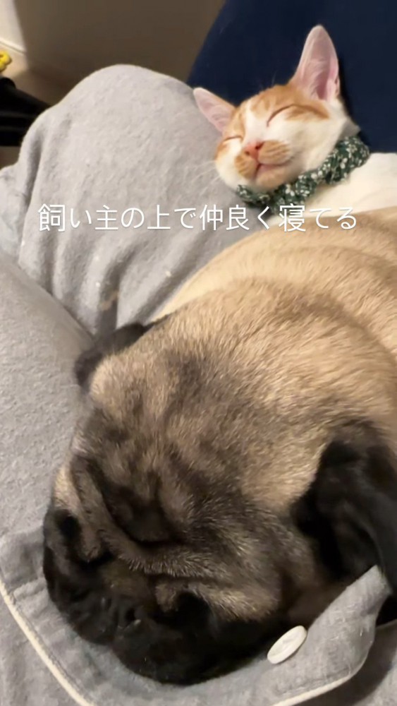 寝ている猫と犬