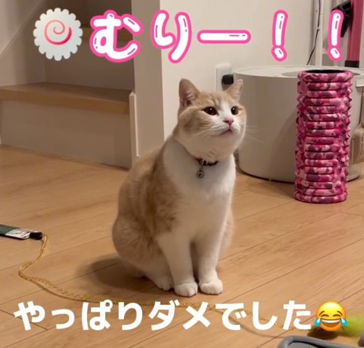 見つめる猫