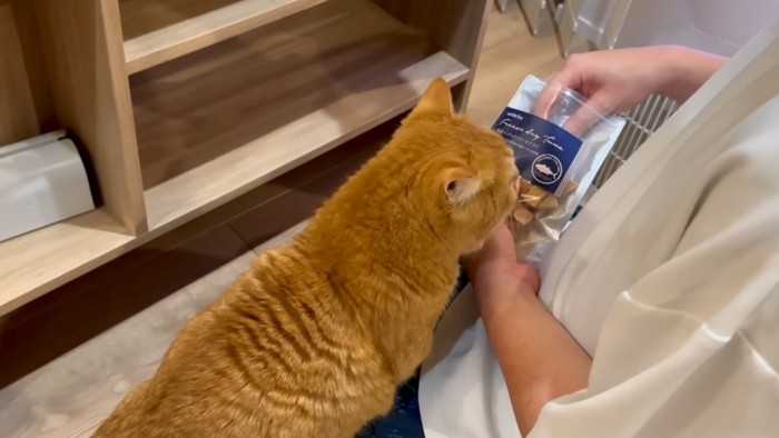 寄る猫
