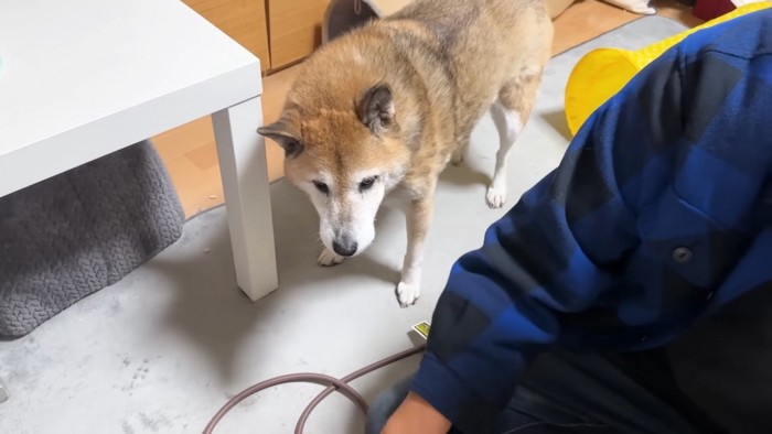 寄ってきたリキくん