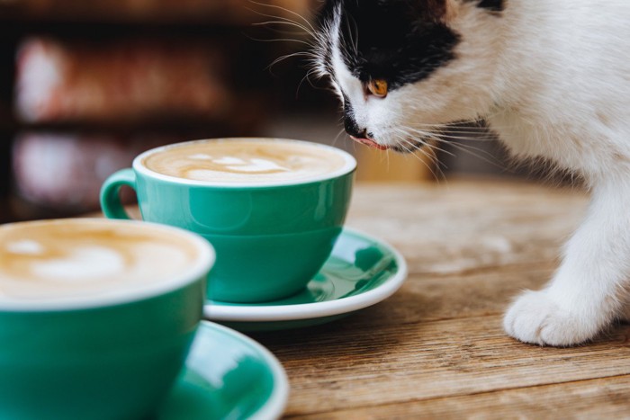 飲み物に顔を近づける猫