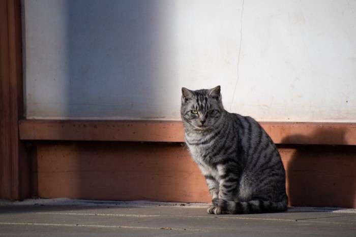 外にいる猫