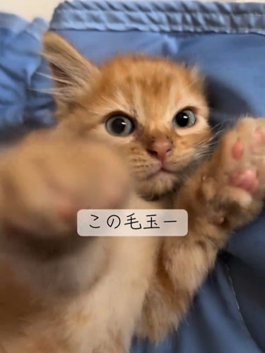 カメラに前足を伸ばしている子猫