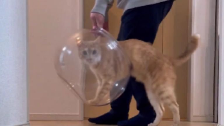 室内にいる猫