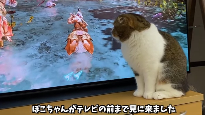 テレビの前に座る猫