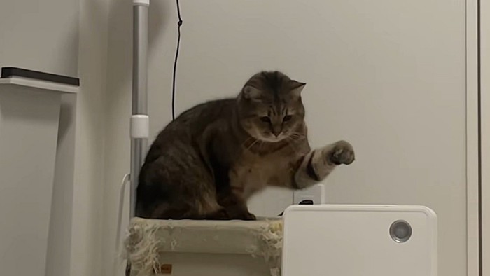 ヒーターを見つめ左手をあげる猫