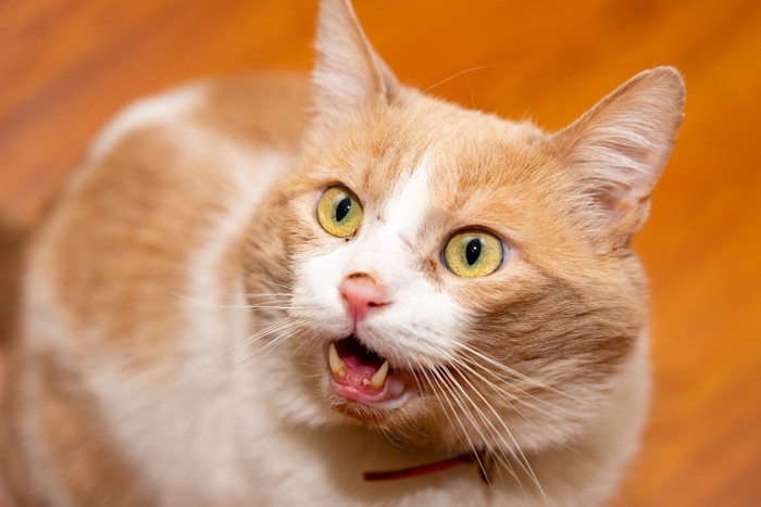 口を開ける猫