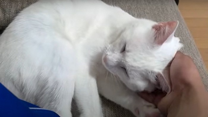 頭をなでられる猫