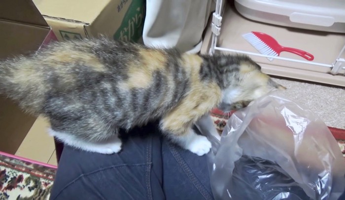 飼い主さんの膝の上に乗って袋で遊ぶ