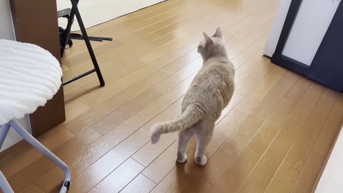 白い椅子の横に立つ後ろ姿の猫