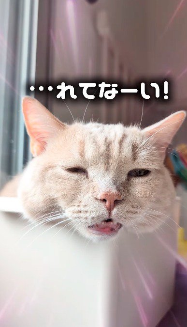 少し上の位置から撮影された口と目が半開きの猫