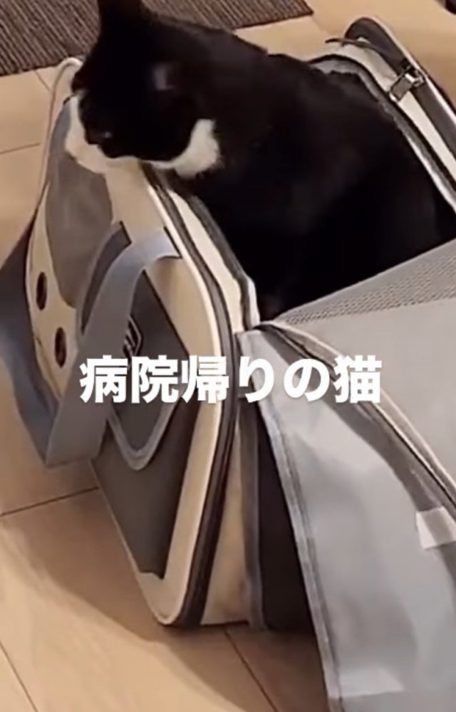 キャリーバッグから出てくる猫