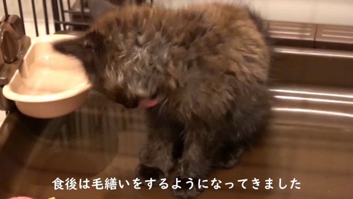 毛づくろいする猫%%